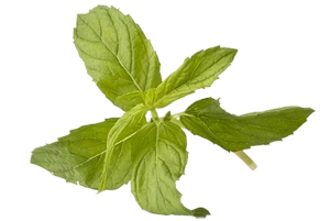 Trans-Resveratrol